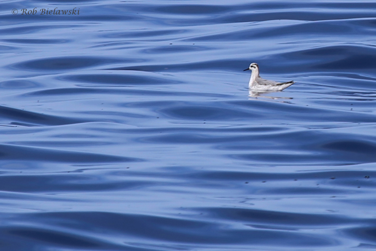 Red Phalarope / 18 Sep 2016 / Offshore Waters