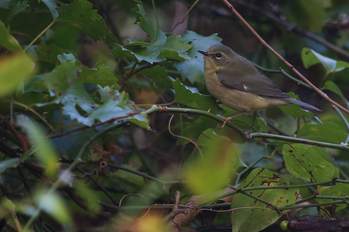 Black-throated Blue Warbler / 23 Sep / Camp Pendleton