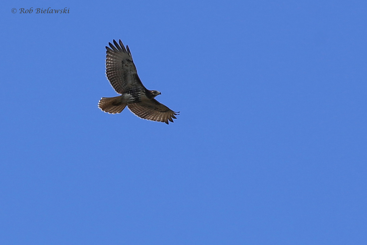 Red-tailed Hawk / 24 Sep / Pleasure House Point NA