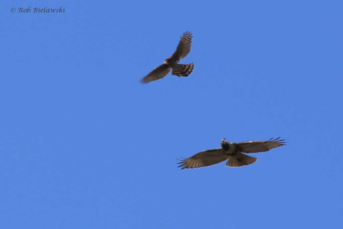 Cooper's & Red-tailed Hawks / 24 Sep / Pleasure House Point NA