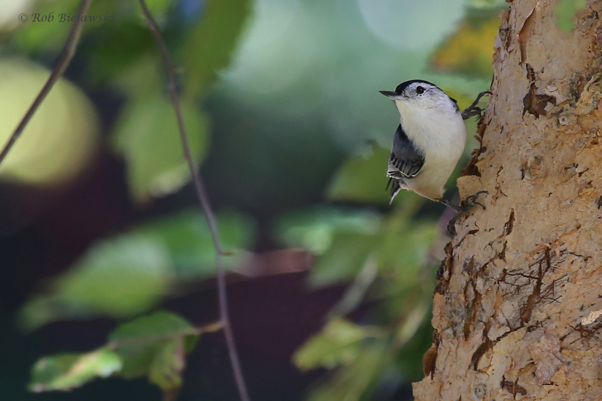 White-breasted Nuthatch / 25 Sep / Witt Park