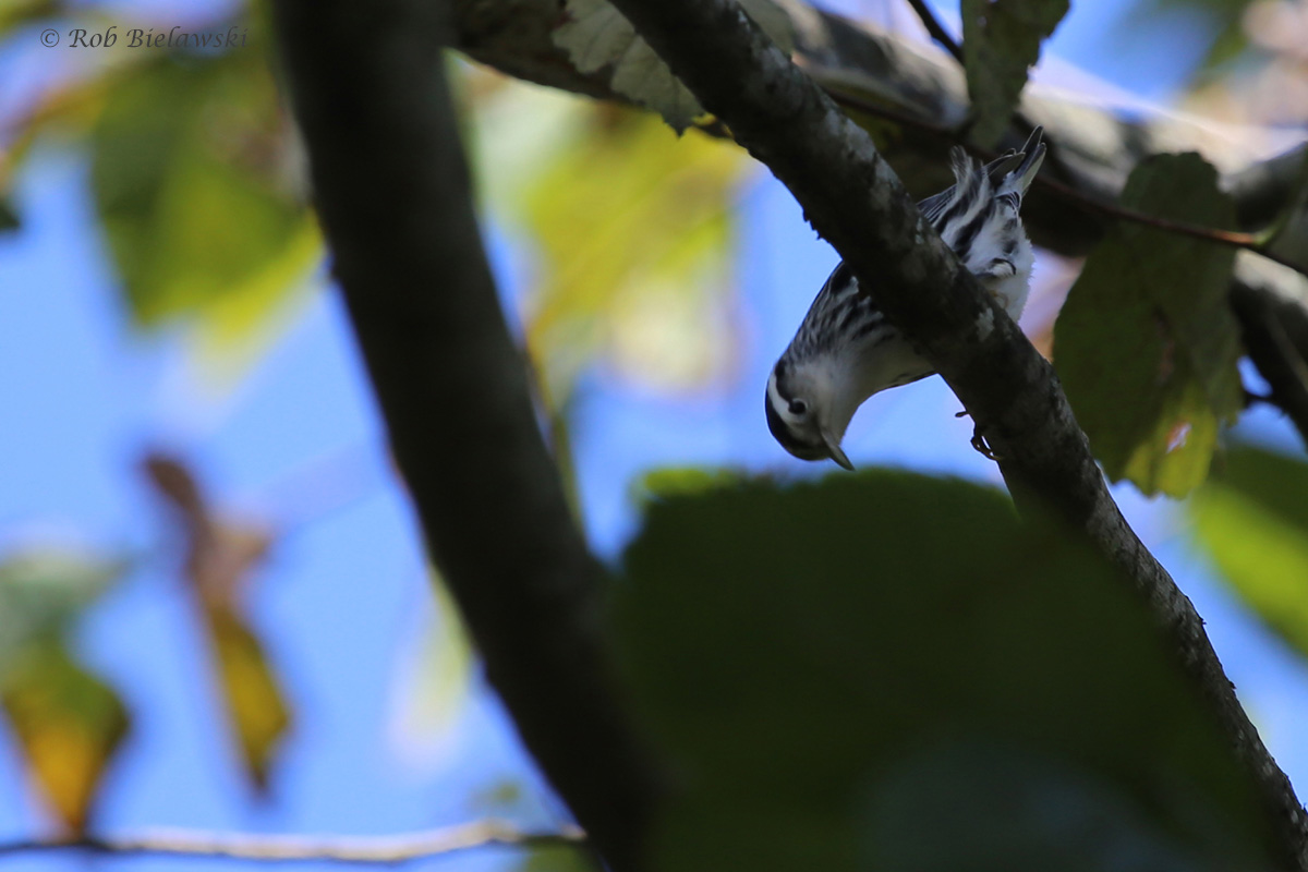 Black-and-white Warbler / 25 Sep / Witt Park