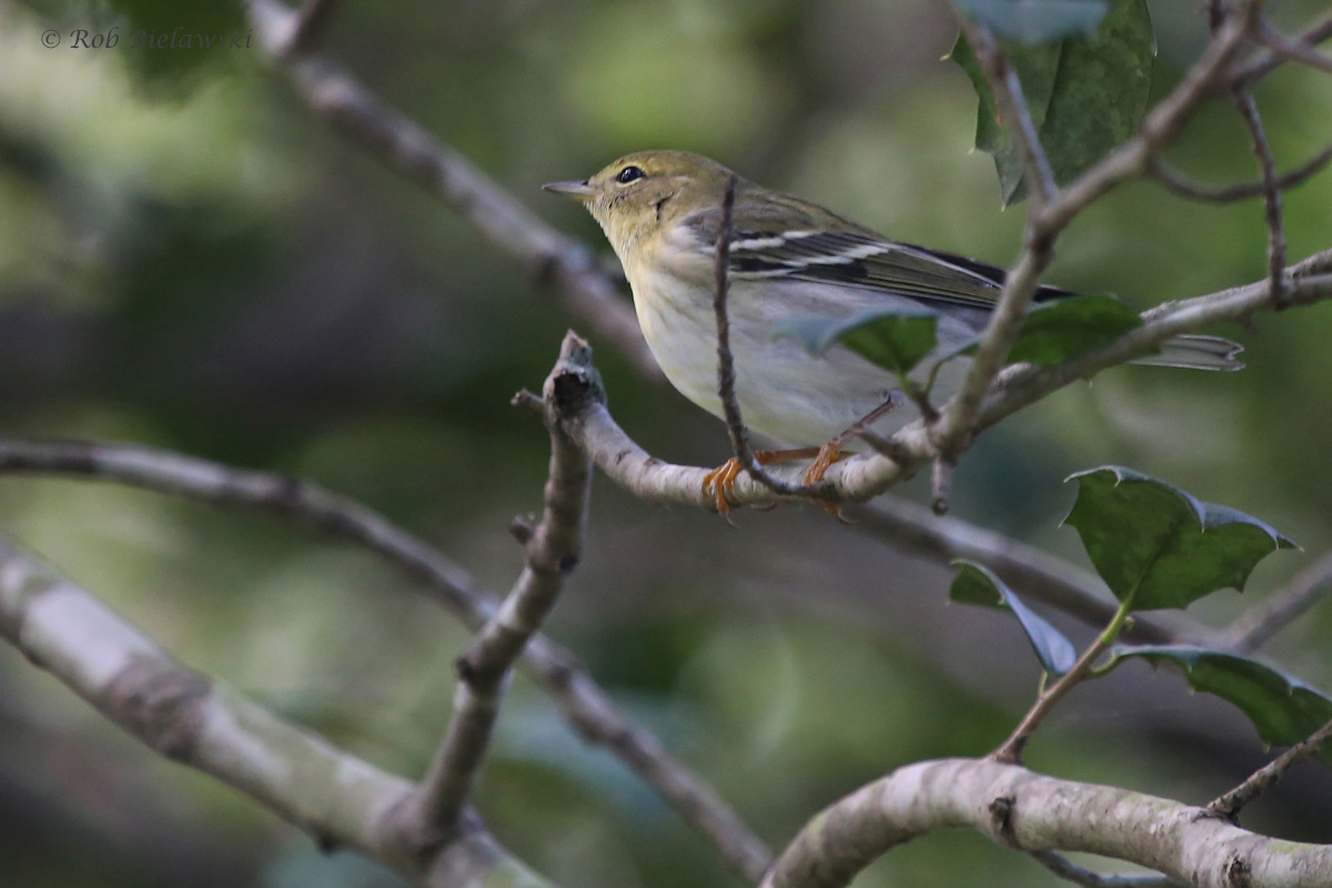 Blackpoll Warbler / 25 Sep / Witt Park