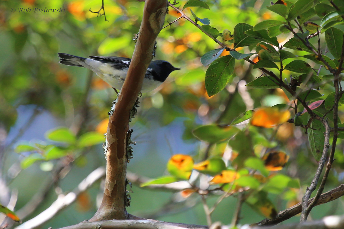 Black-throated Blue Warbler / 25 Sep / Witt Park