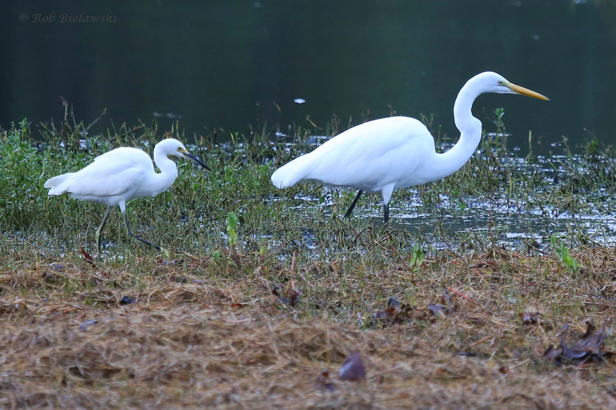 Snowy & Great Egret / 30 Sep / Kings Grant Lakes