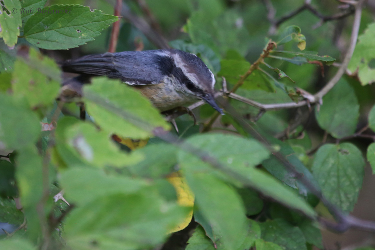 Red-breasted Nuthatch / 30 Sep / Back Bay NWR
