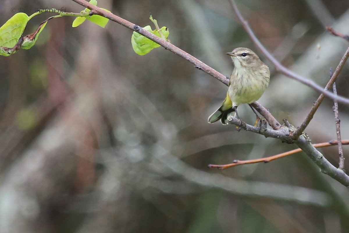 Palm Warbler / 30 Sep / Back Bay NWR