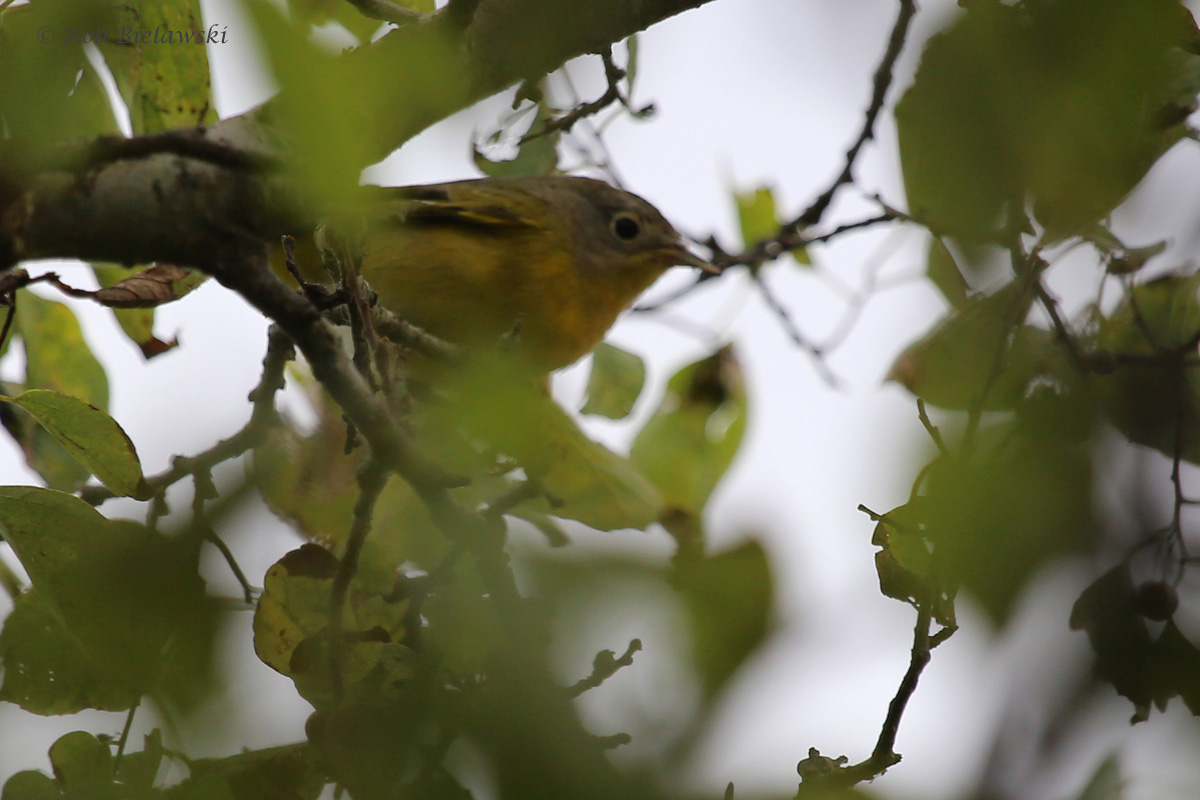 Nashville Warbler / 30 Sep / Back Bay NWR