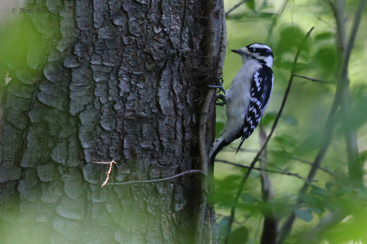 Downy Woodpecker / 11 Oct / Francis Land HP