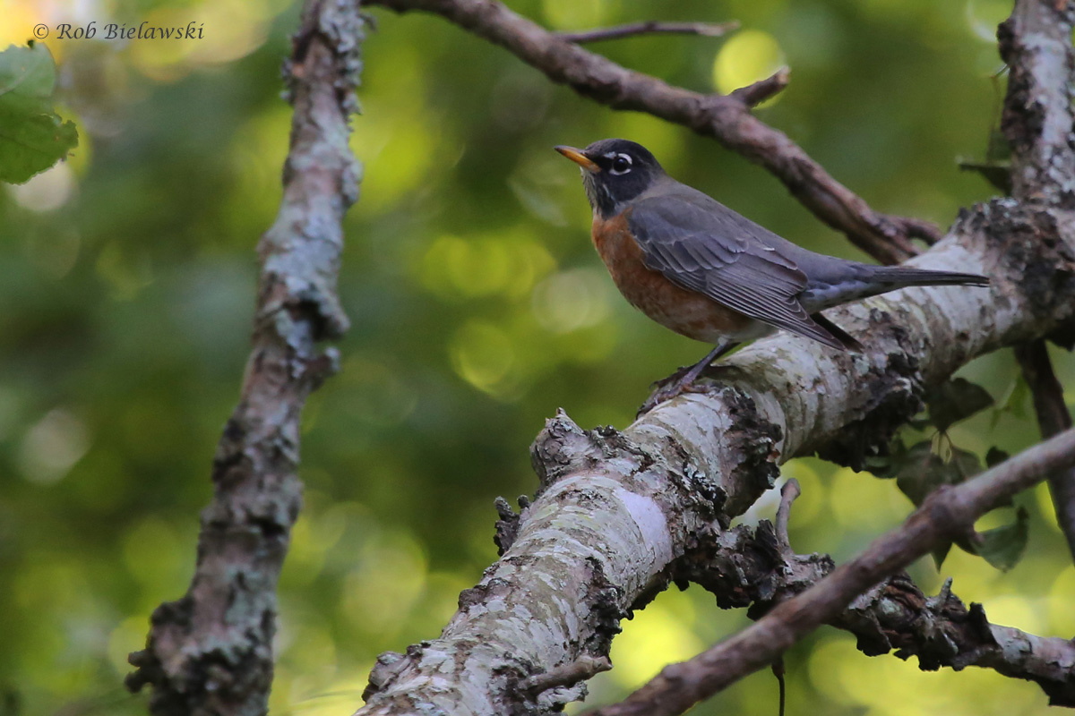 American Robin / 11 Oct / Francis Land HP