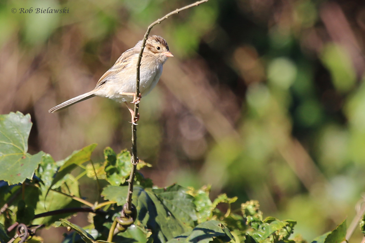 Clay-colored Sparrow / 11 Oct / Taste Unlimited Bayville