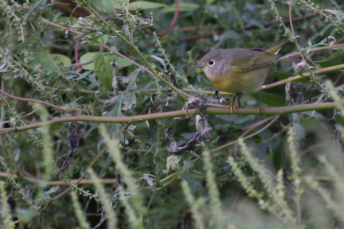 Nashville Warbler / 11 Oct / Taste Unlimited Bayville