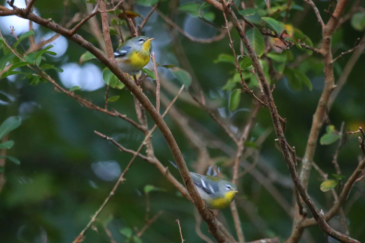 Northern Parula / 12 Oct / Kings Grant Lakes