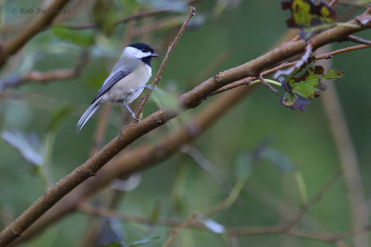 Carolina Chickadee / 12 Oct / Kings Grant Lakes