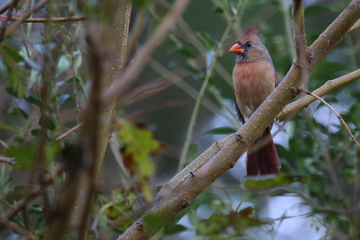 Northern Cardinal / 12 Oct / Kings Grant Lakes