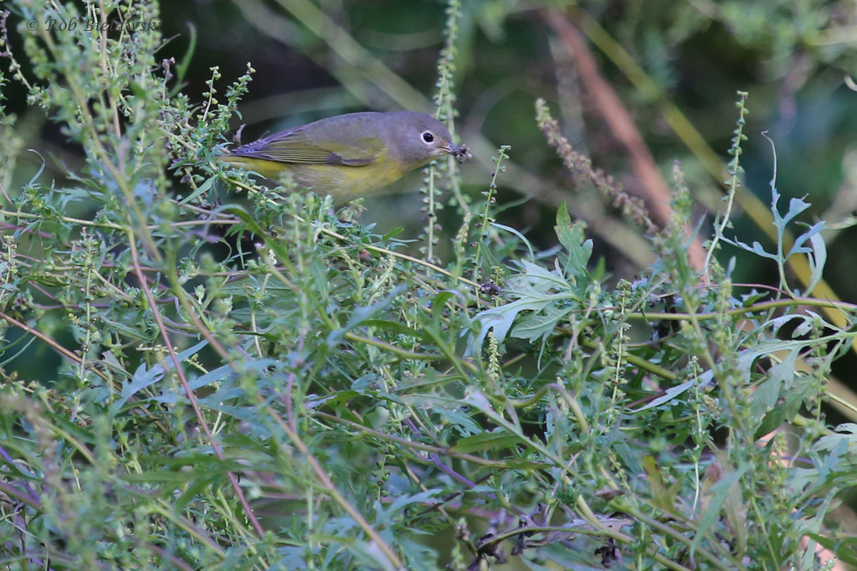 Nashville Warbler / 12 Oct / Taste Unlimited Bayville