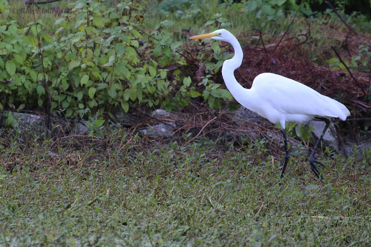 Great Egret / 12 Oct / Kings Grant Lakes