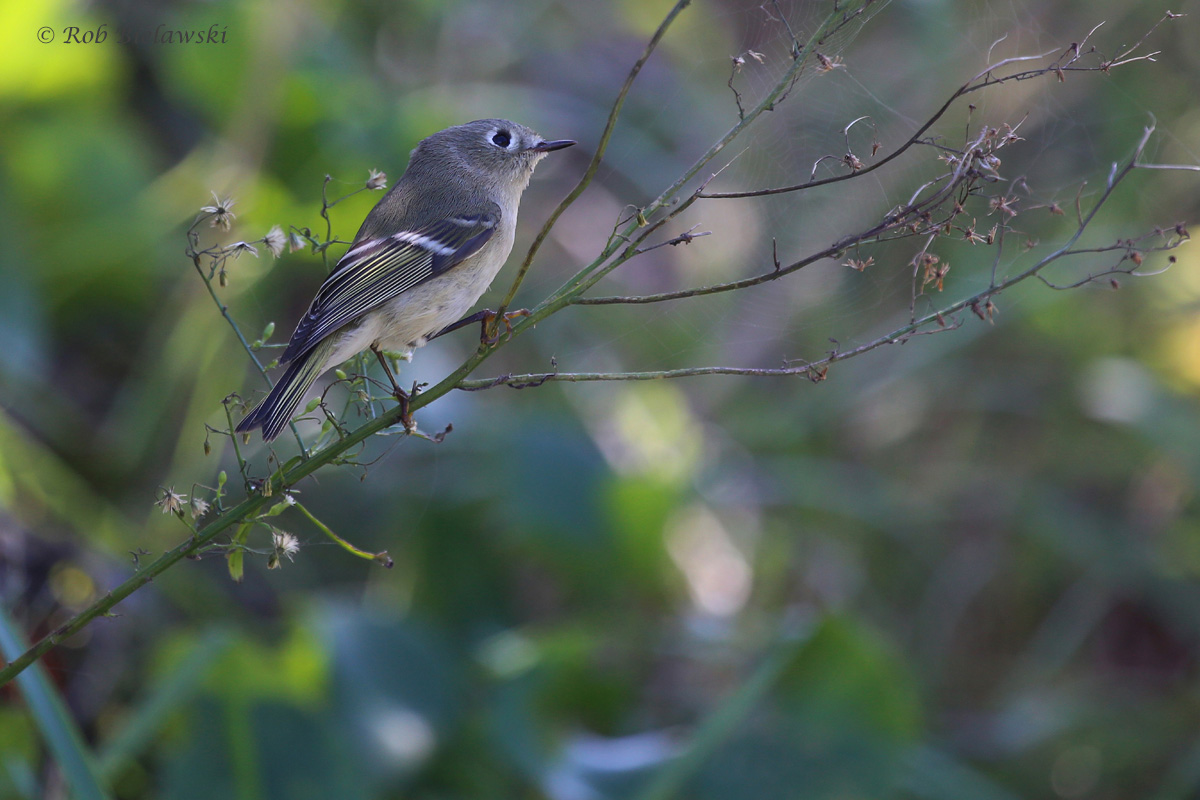 Ruby-crowned Kinglet / 12 Oct / Little Island Park