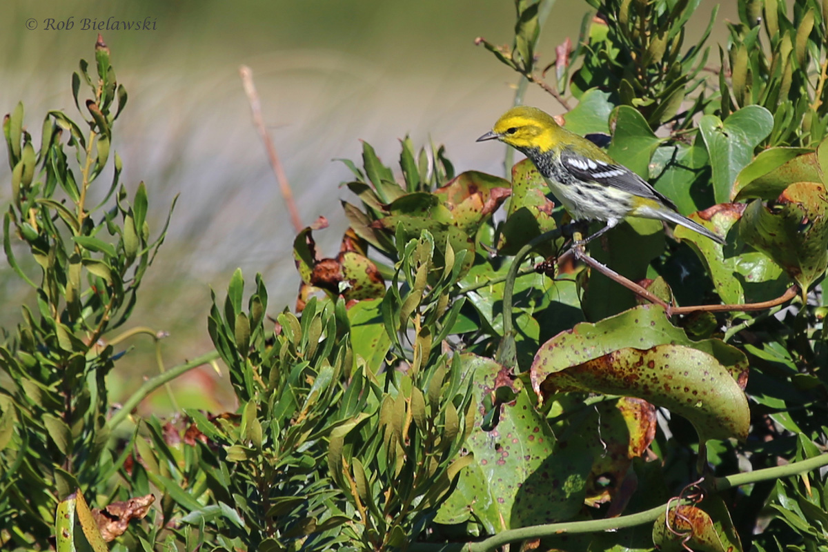 Black-throated Green Warbler / 12 Oct / Little Island Park