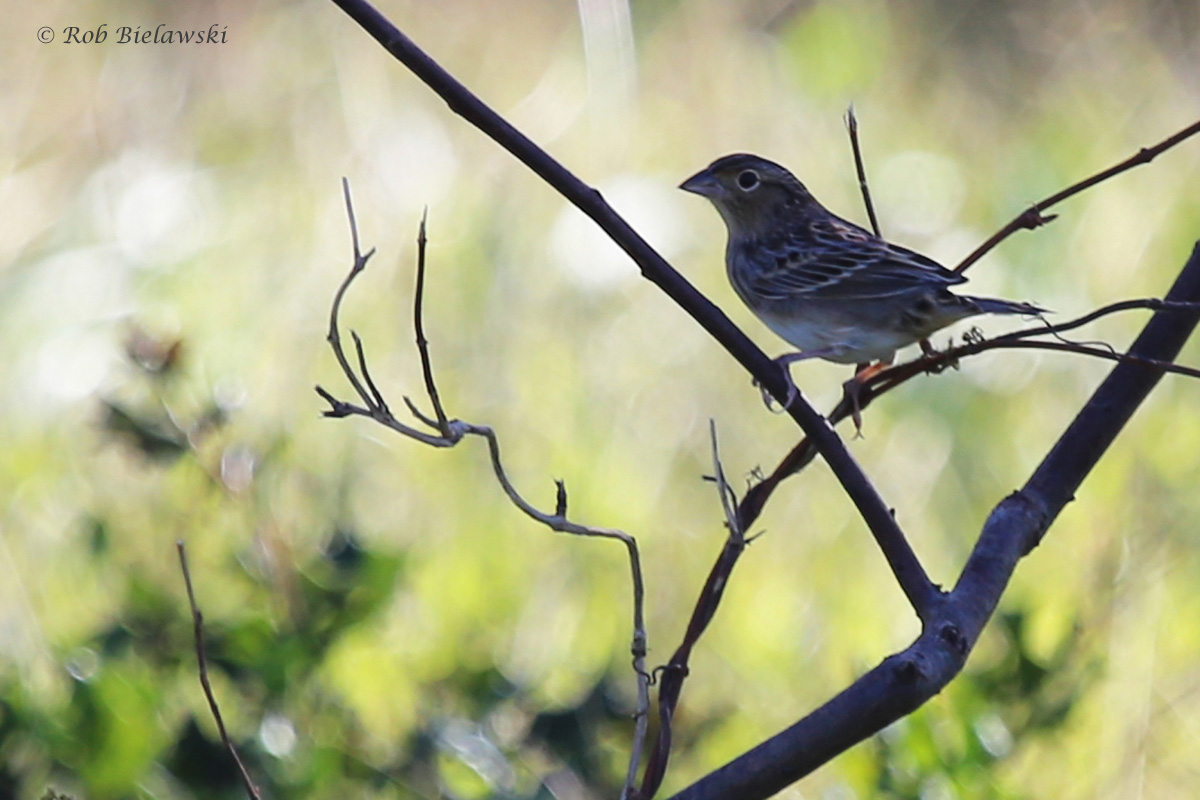 Grasshopper Sparrow / 12 Oct / Back Bay NWR