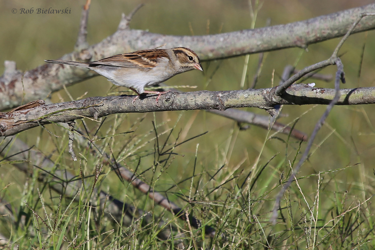 Chipping Sparrow / 12 Oct / Back Bay NWR