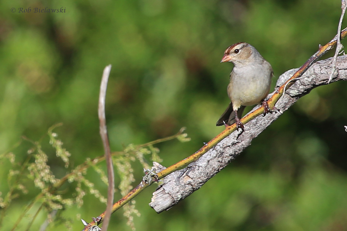 White-crowned Sparrow / 12 Oct / Back Bay NWR