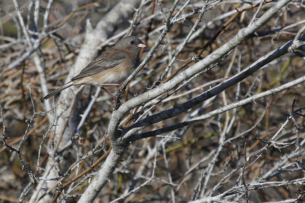 Dark-eyed Junco / 12 Oct / Back Bay NWR