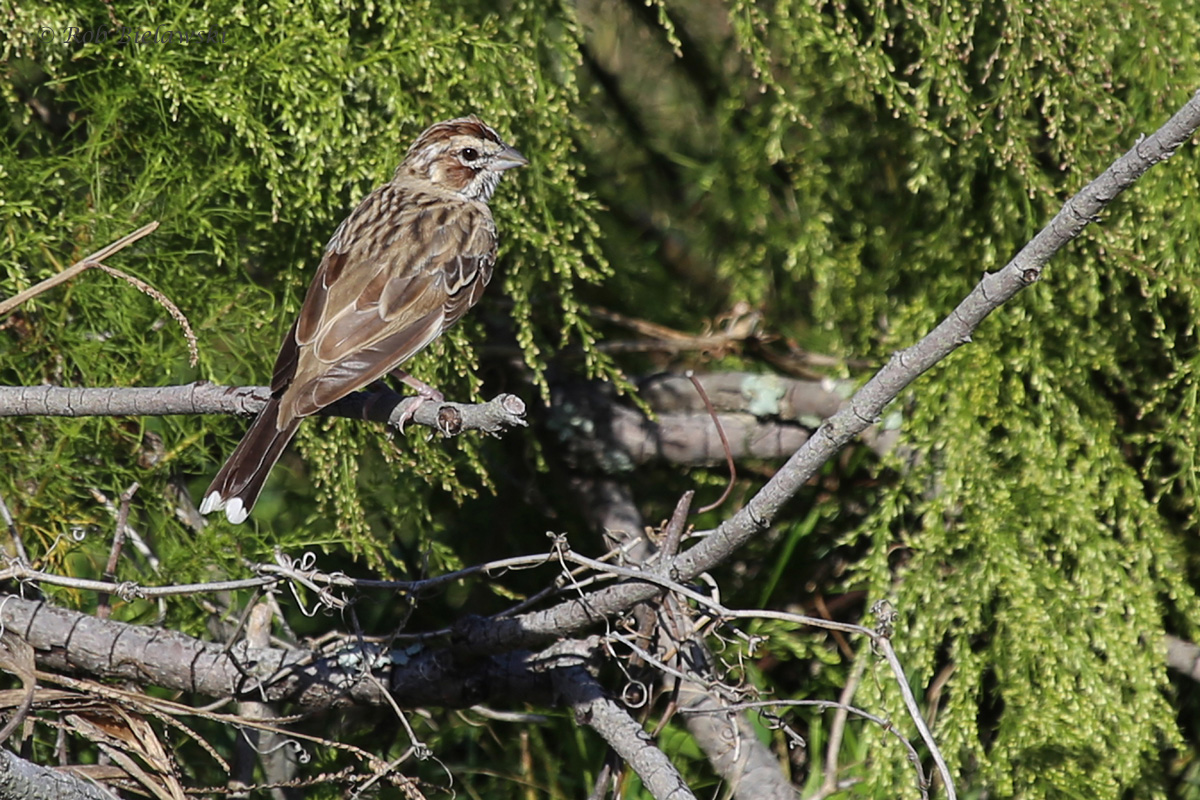 Lark Sparrow / 12 Oct / Back Bay NWR