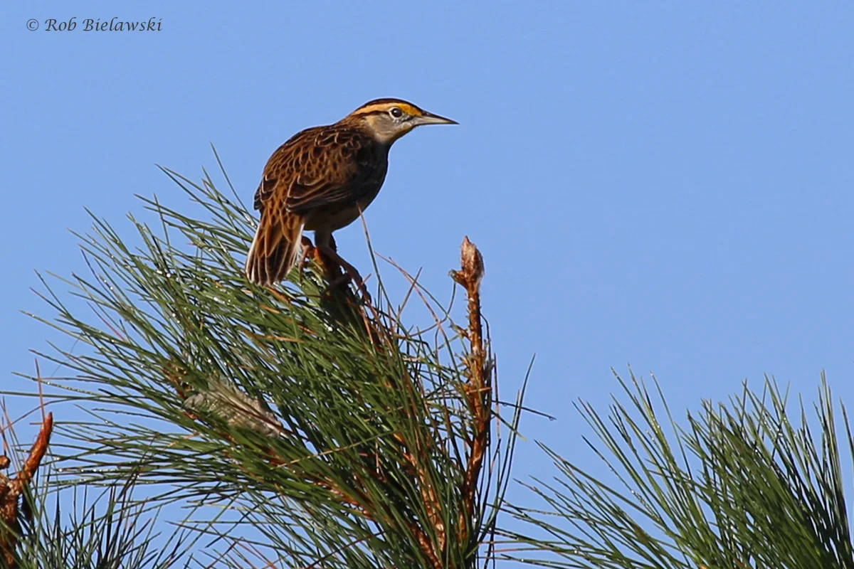 Eastern Meadowlark / 16 Oct / Princess Anne WMA Whitehurst Tract