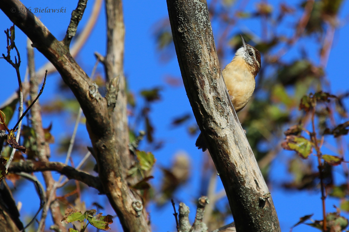 Carolina Wren / 16 Oct / Princess Anne WMA Whitehurst Tract