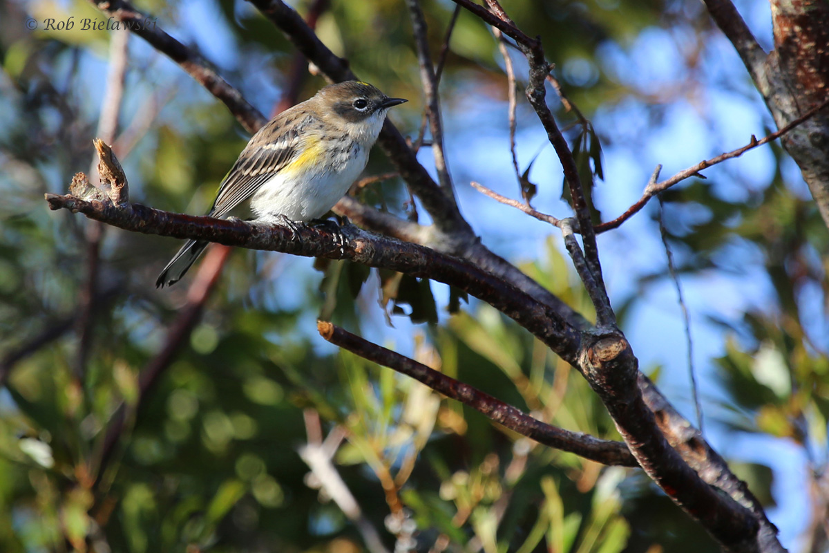 Yellow-rumped Warbler / 16 Oct / Princess Anne WMA Whitehurst Tract