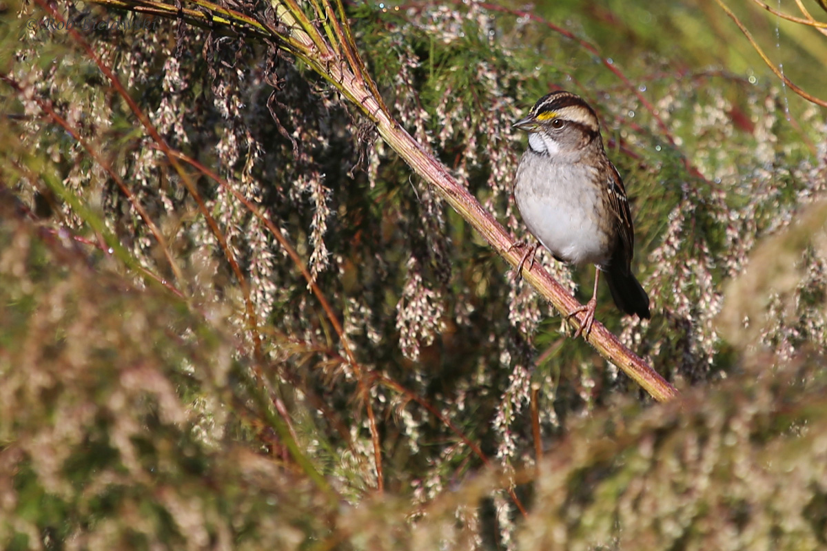 White-throated Sparrow / 16 Oct / Princess Anne WMA Whitehurst Tract