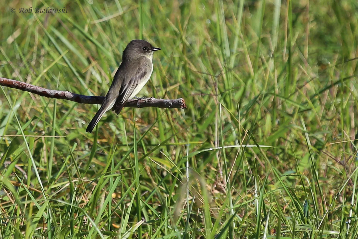 Eastern Phoebe / 16 Oct / Princess Anne WMA Whitehurst Tract