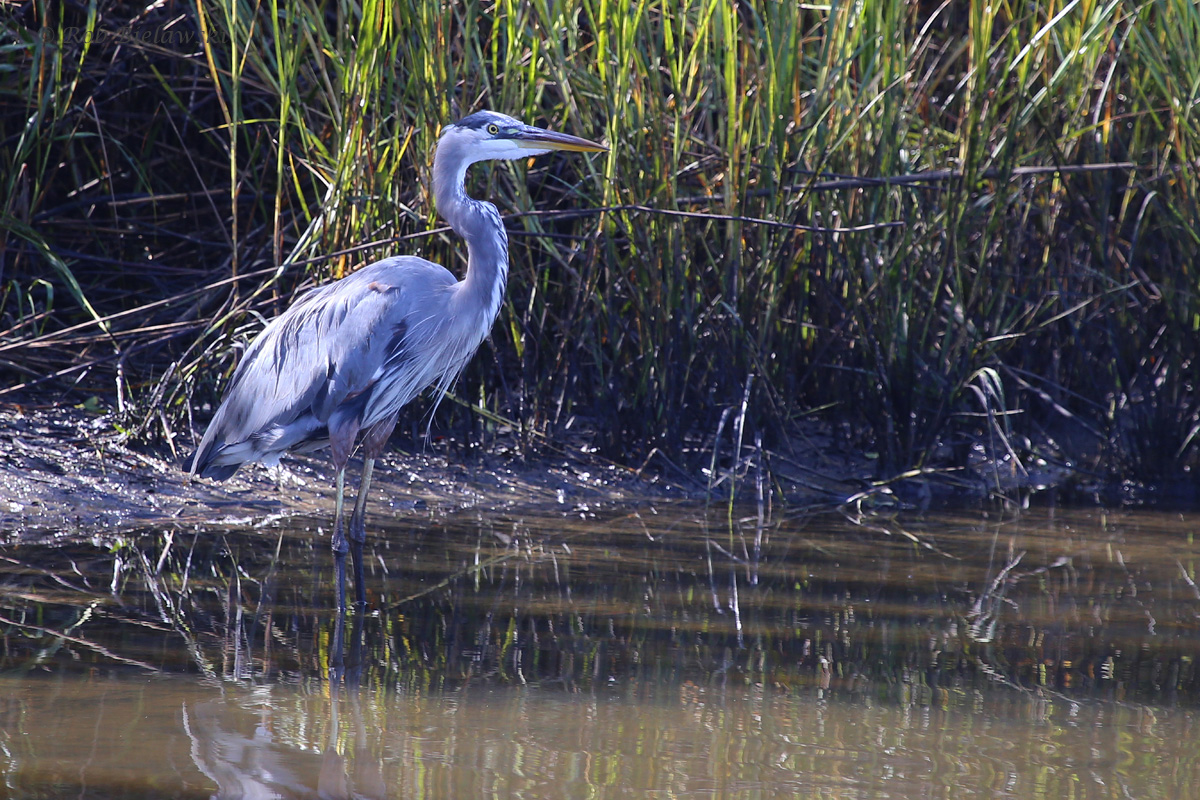 Great Blue Heron / 16 Oct / Pleasure House Point NA