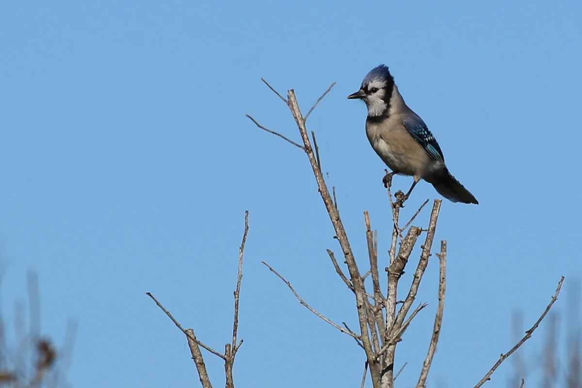 Blue Jay / 23 Oct / Back Bay NWR