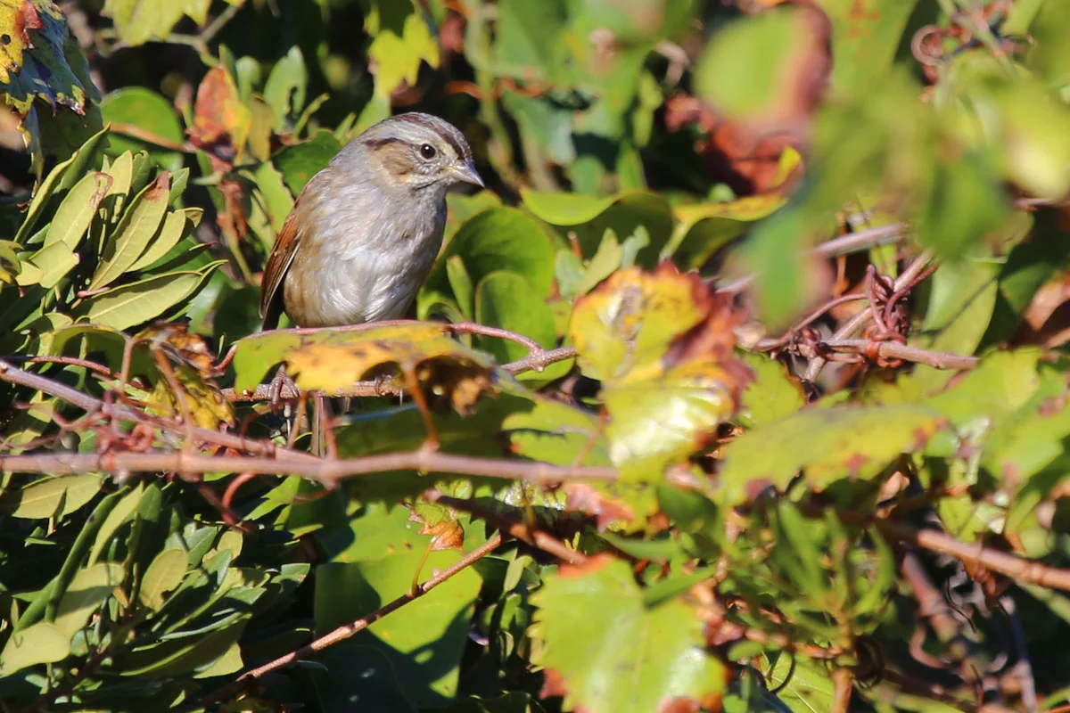 Swamp Sparrow / 23 Oct / Little Island Park