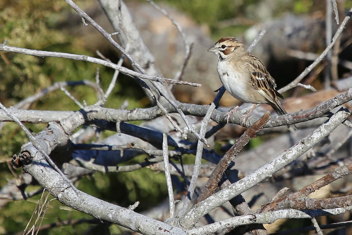 Lark Sparrow / 23 Oct / Back Bay NWR