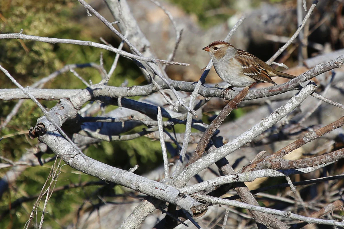 White-crowned Sparrow / 23 Oct / Back Bay NWR