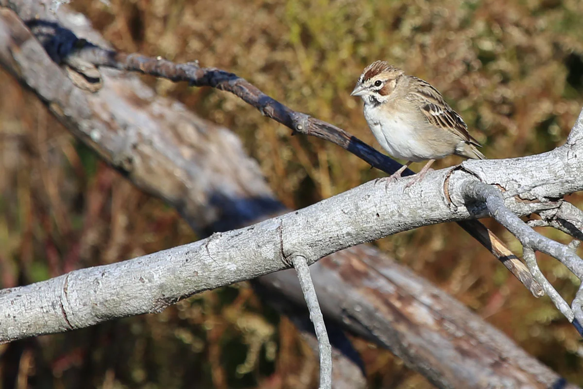 Lark Sparrow / 23 Oct / Back Bay NWR