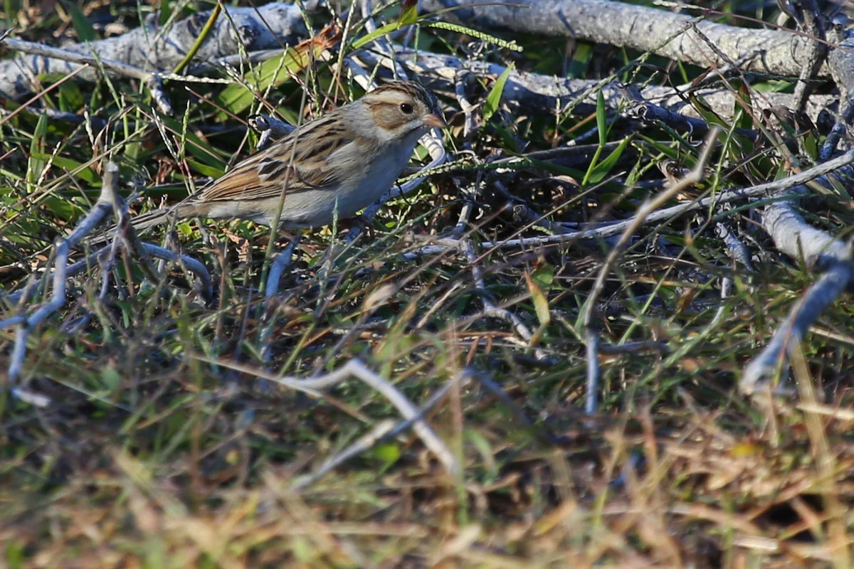 Clay-colored Sparrow / 23 Oct / Back Bay NWR