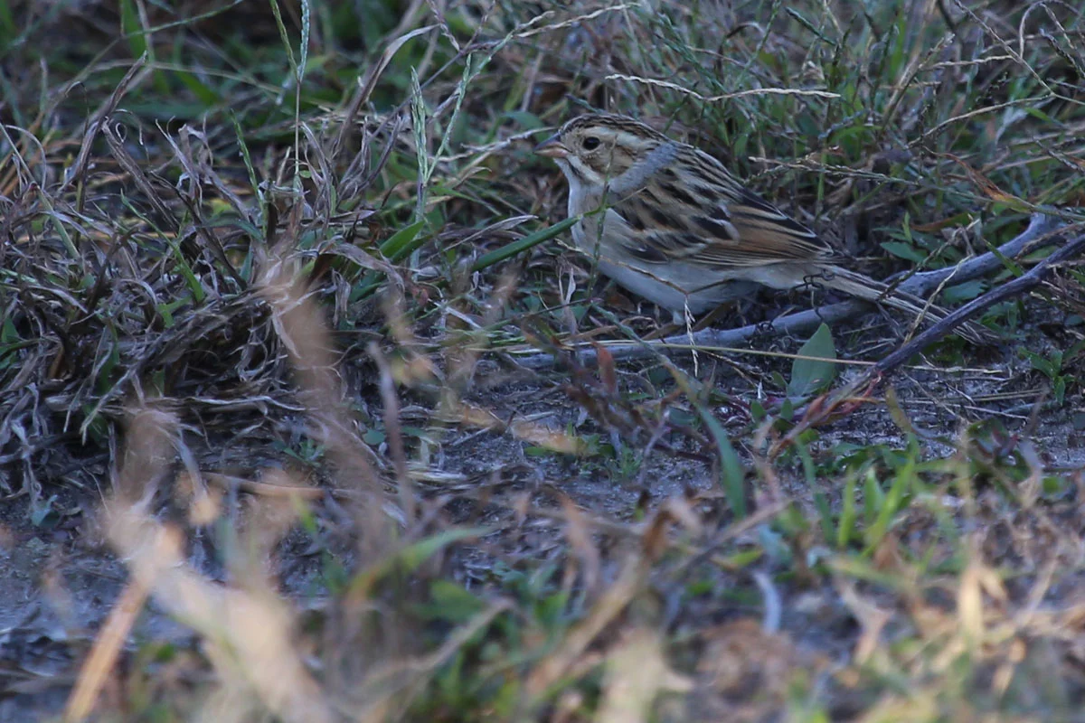 Clay-colored Sparrow / 23 Oct / Back Bay NWR