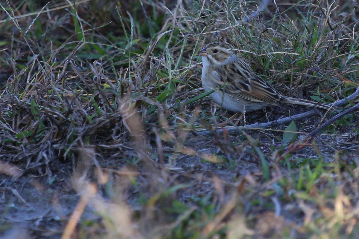 Clay-colored Sparrow / 23 Oct / Back Bay NWR