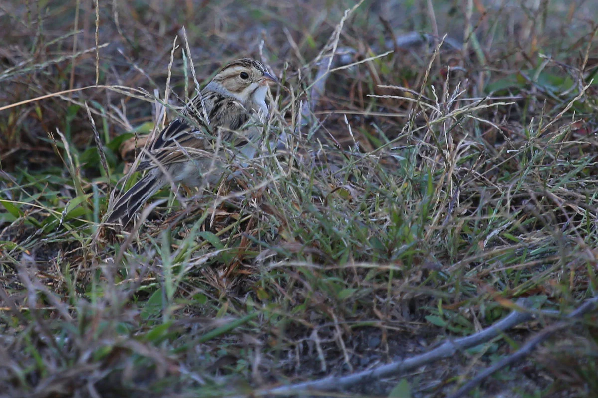 Clay-colored Sparrow / 23 Oct / Back Bay NWR