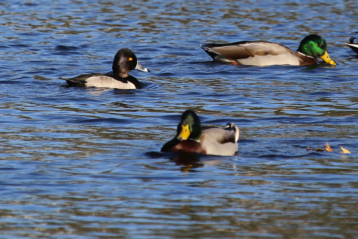 Ring-necked Duck & Mallards / 24 Oct / Kings Grant Lakes