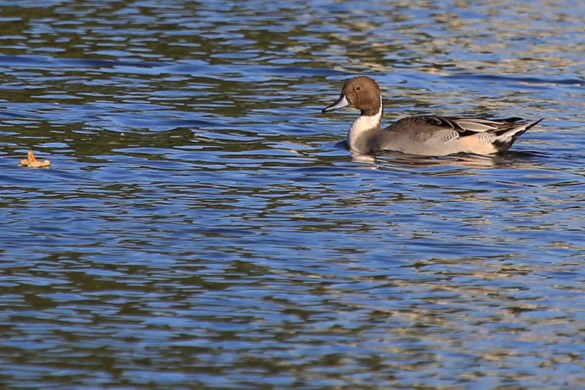 Northern Pintail / 24 Oct / Kings Grant Lakes