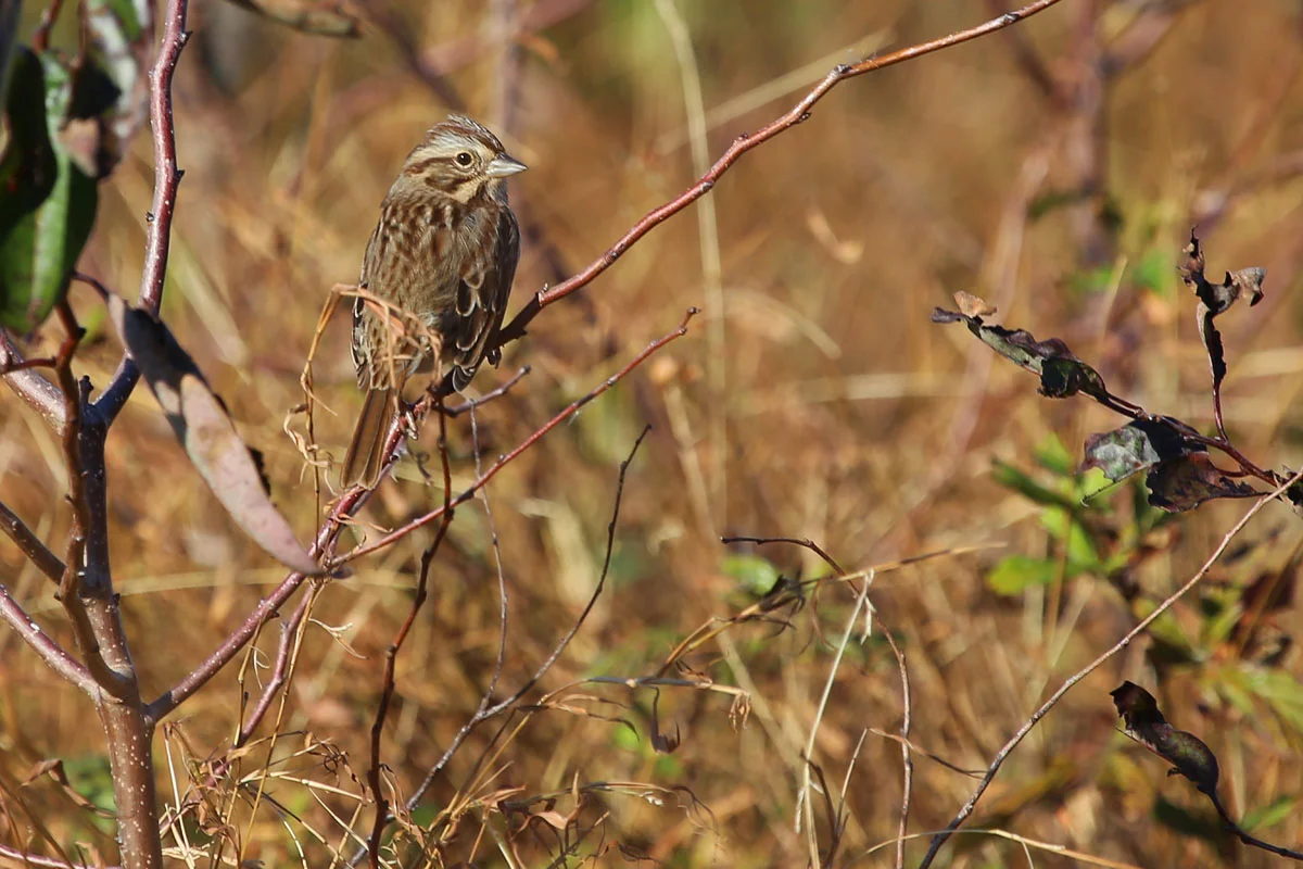 Song Sparrow / 28 Oct / Back Bay NWR