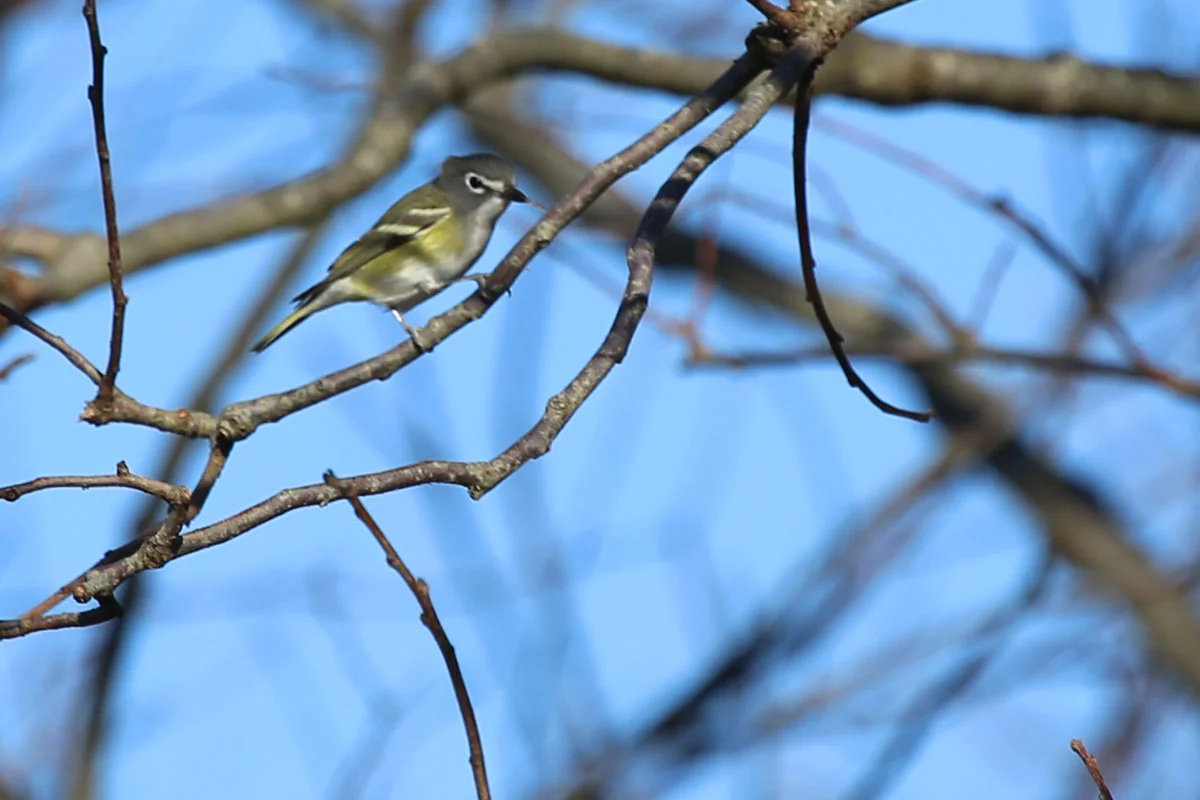 Blue-headed Vireo / 28 Oct / Back Bay NWR