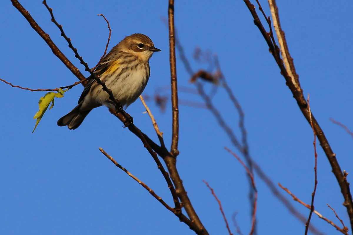Yellow-rumped Warbler / 29 Oct / Back Bay NWR