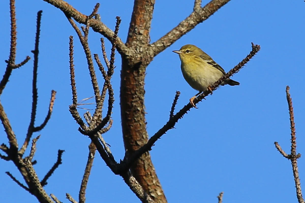 Blackpoll Warbler / 28 Oct / Back Bay NWR