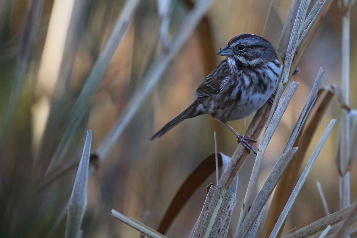 Song Sparrow / 29 Oct / Back Bay NWR